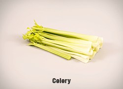 5720-Celery-cropped-full-res copy